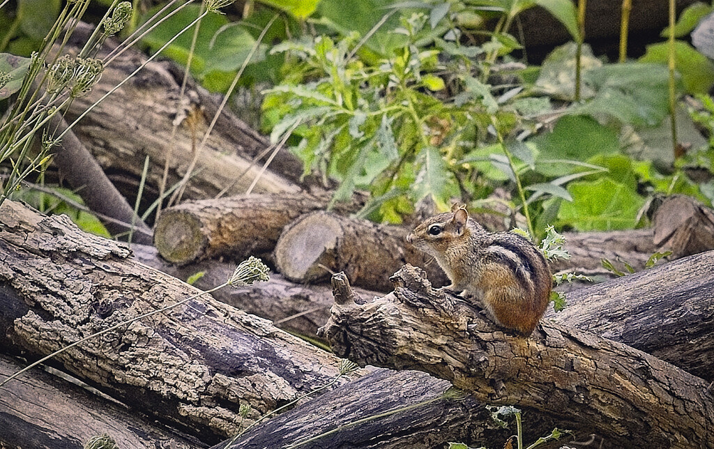 For a Closer Look by gardencat