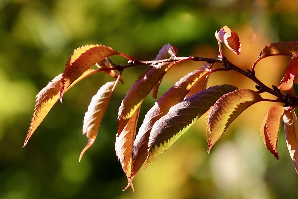 Very Autumn  by carole_sandford