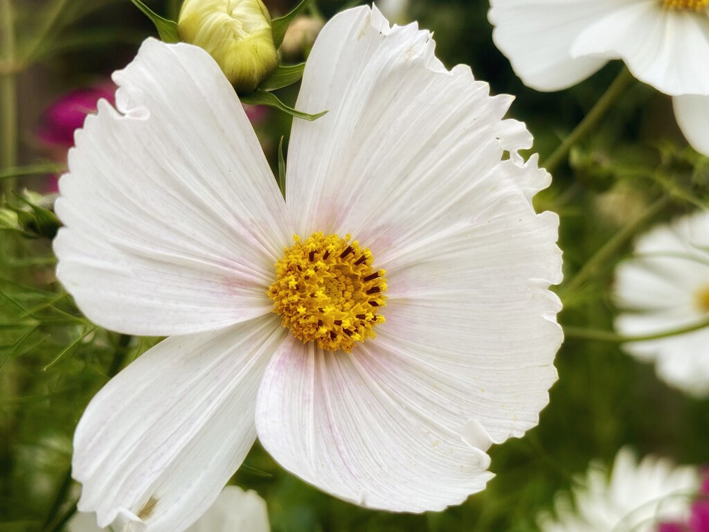 Cosmos by phil_sandford