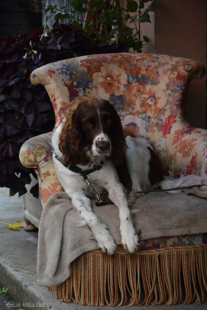 Dog at the flea market by parisouailleurs
