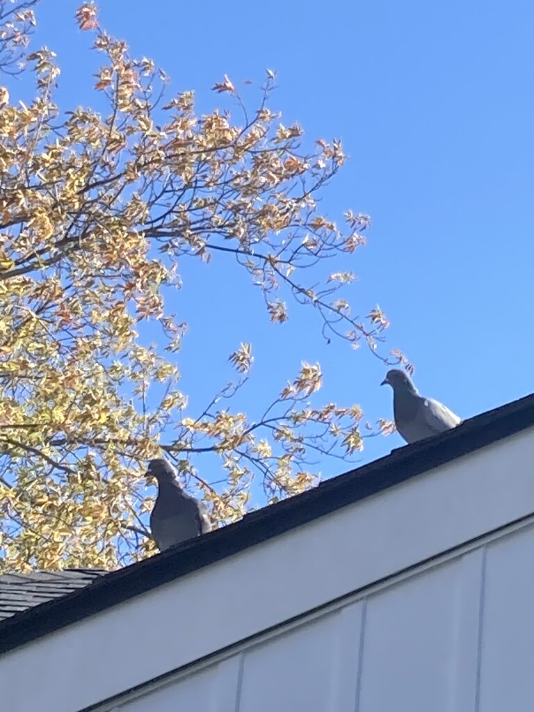 Blue Sky and Birds by spanishliz