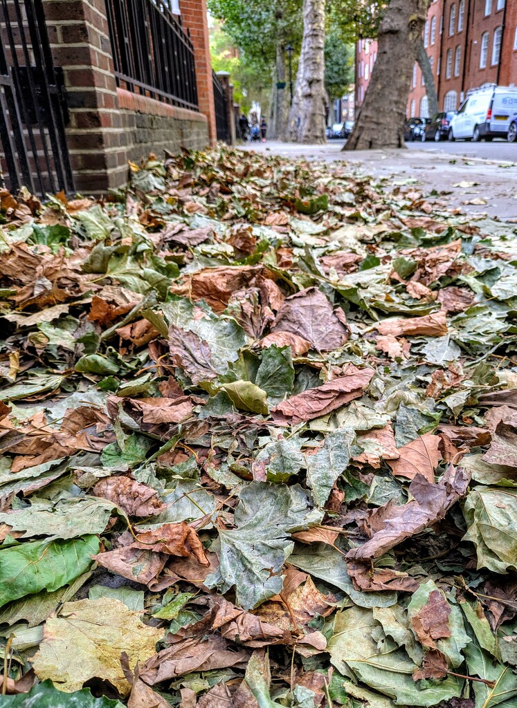 Leaf fall  by boxplayer