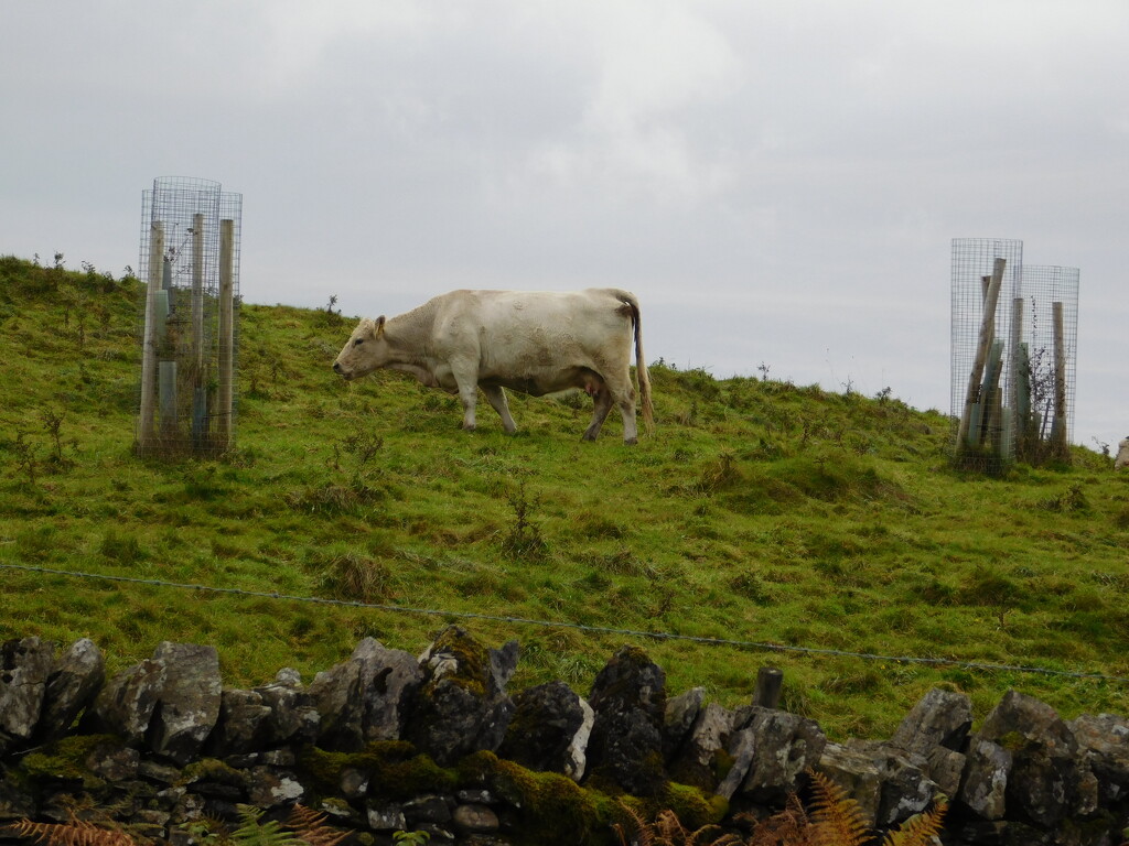 How Now White Cow? by anniesue