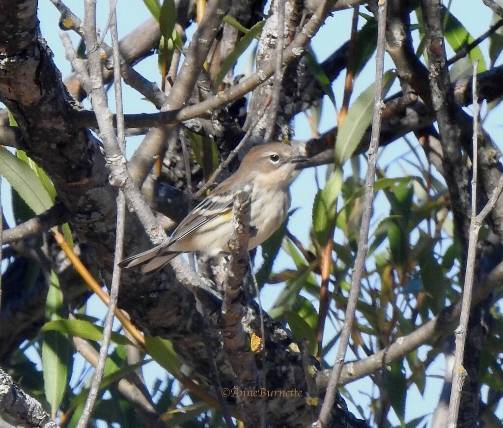 Yellow-rumped Warbler  by sunnygreenwood