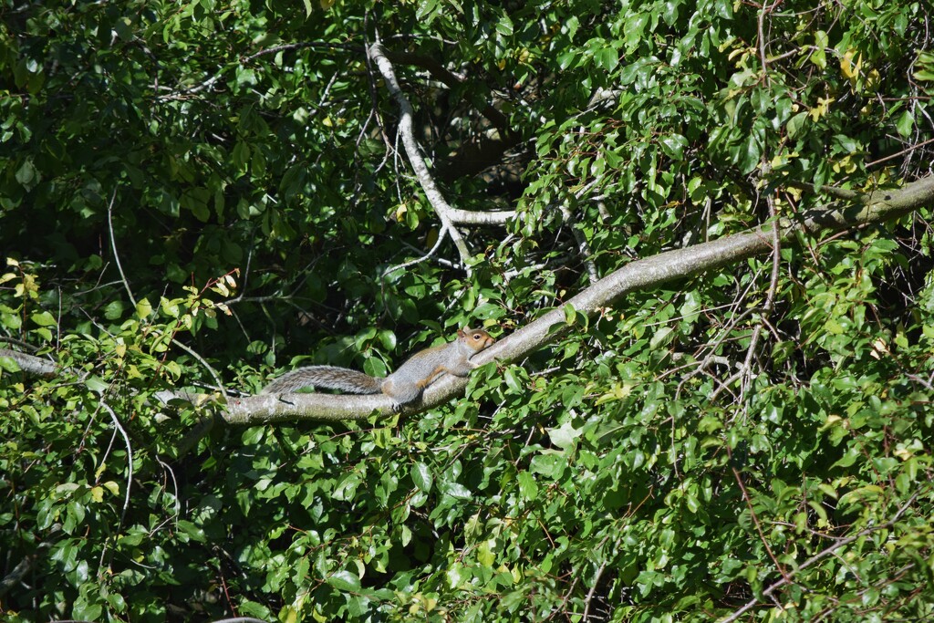 Tree hugger by dragey74