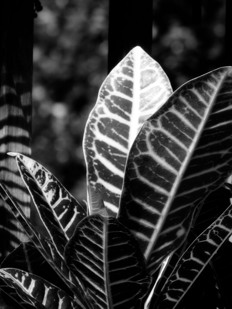 Croton leaves... by marlboromaam