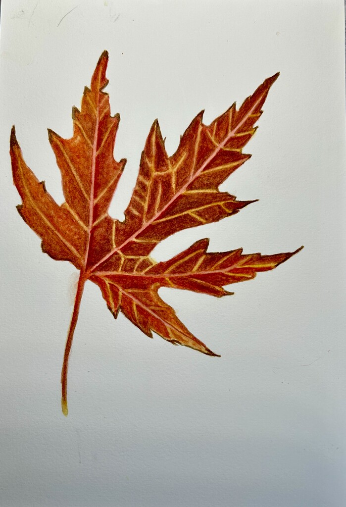 Autumn Leaf by marylandgirl58