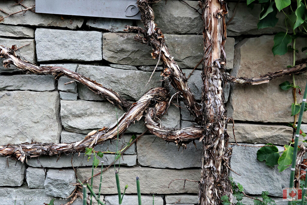 more textures by summerfield