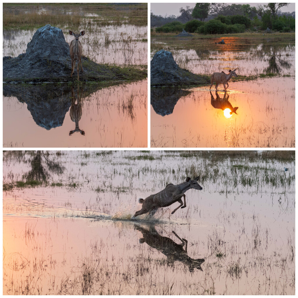 Botswana Day 12 - 1 by yaorenliu