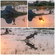 7th Oct 2025 - Botswana Day 12 - 1