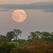 Almost Full Moon 