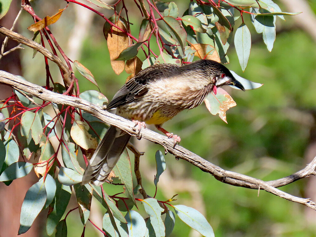 Red Wattle Bird by judithdeacon