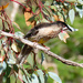 Red Wattle Bird
