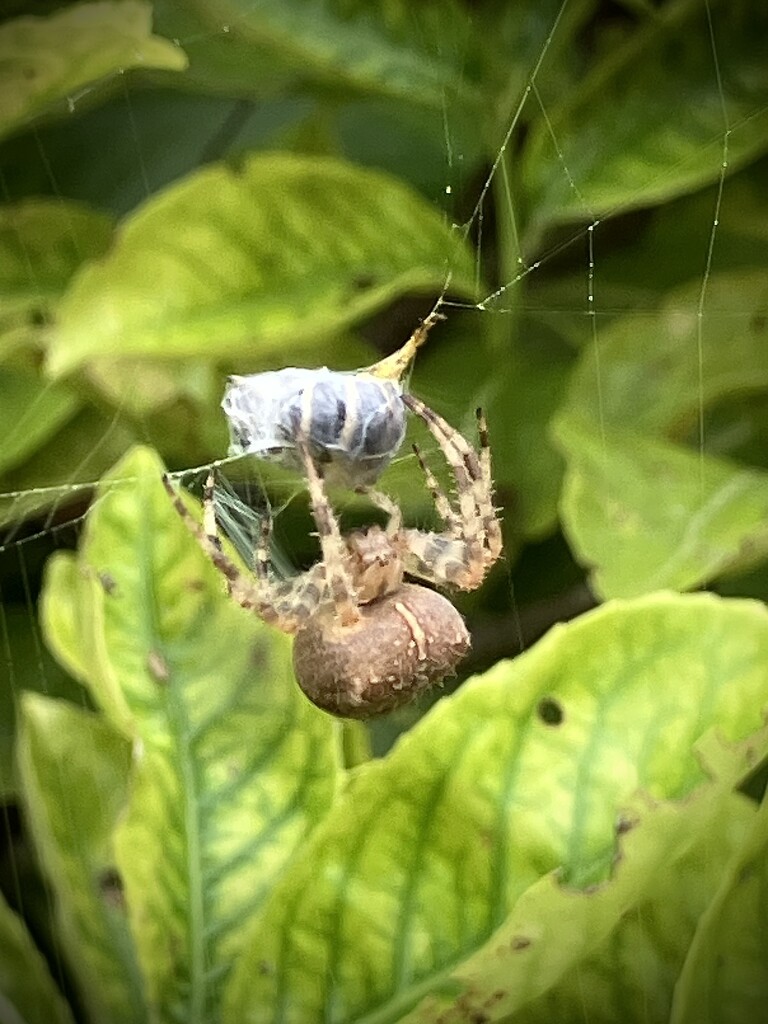 In For The Kill by g3xbm