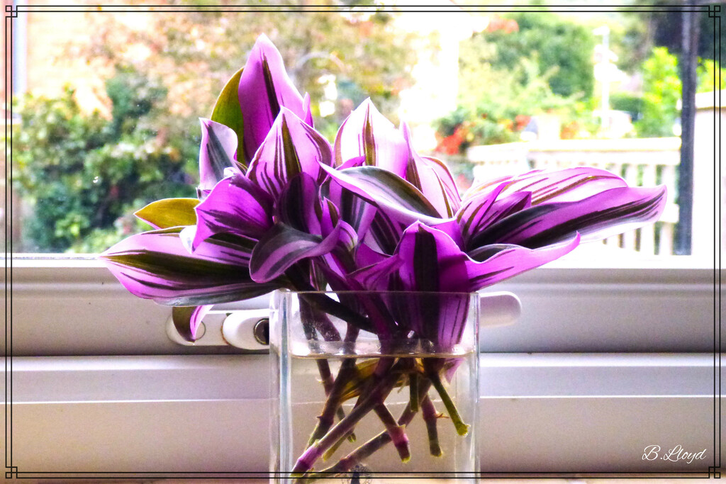  Tradescantias by beryl