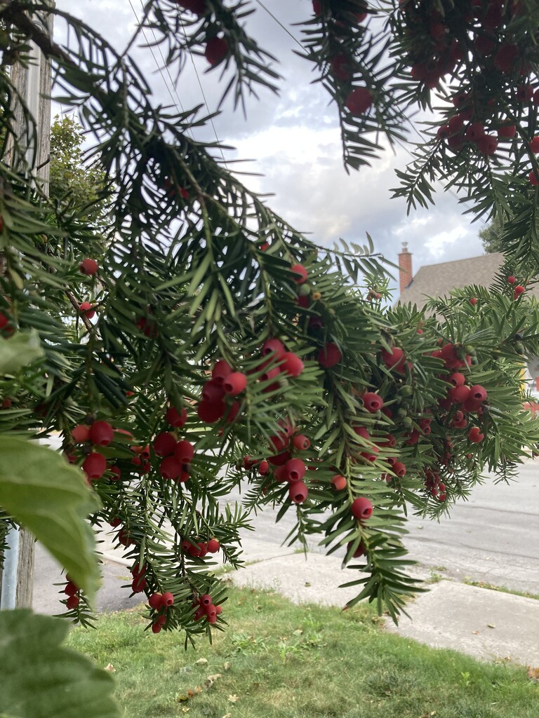 Lots of Berries by spanishliz