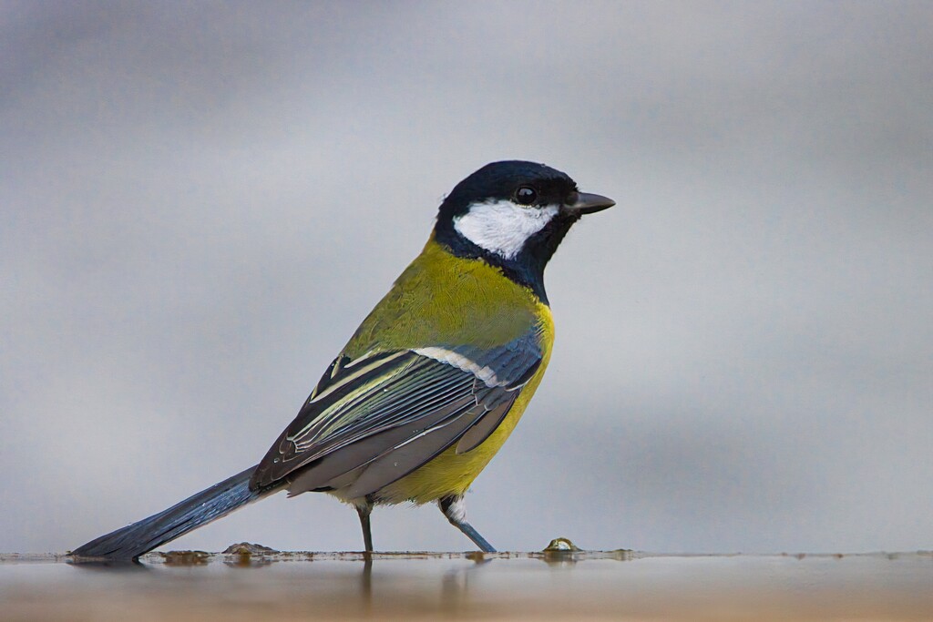 A Modest Capture on a Grey Day by okvalle