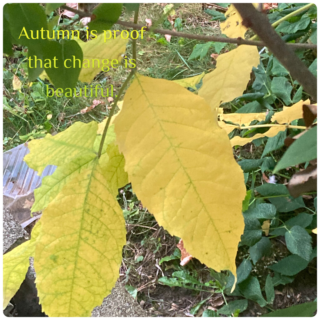 Autumn Is Proof... by spanishliz