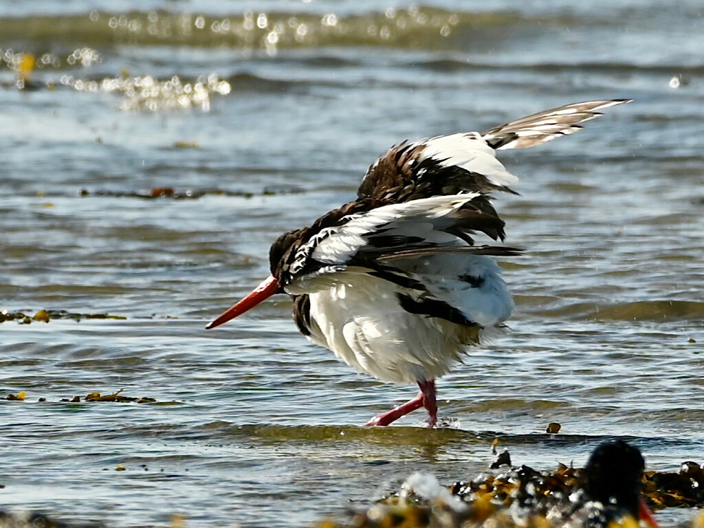 Another Oystercatcher by wakelys