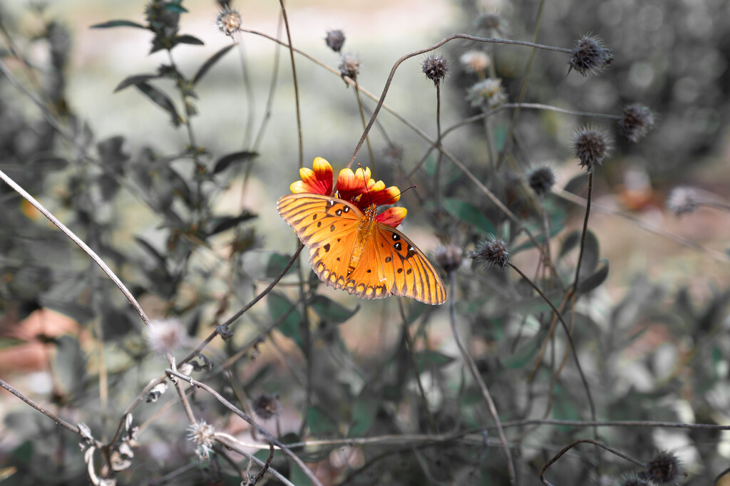 It just kept coming back... by thewatersphotos