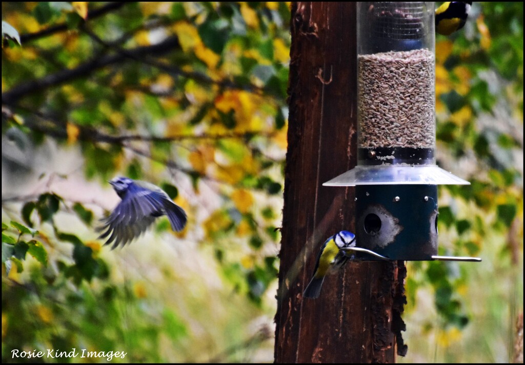 Two for the price of one by rosiekind