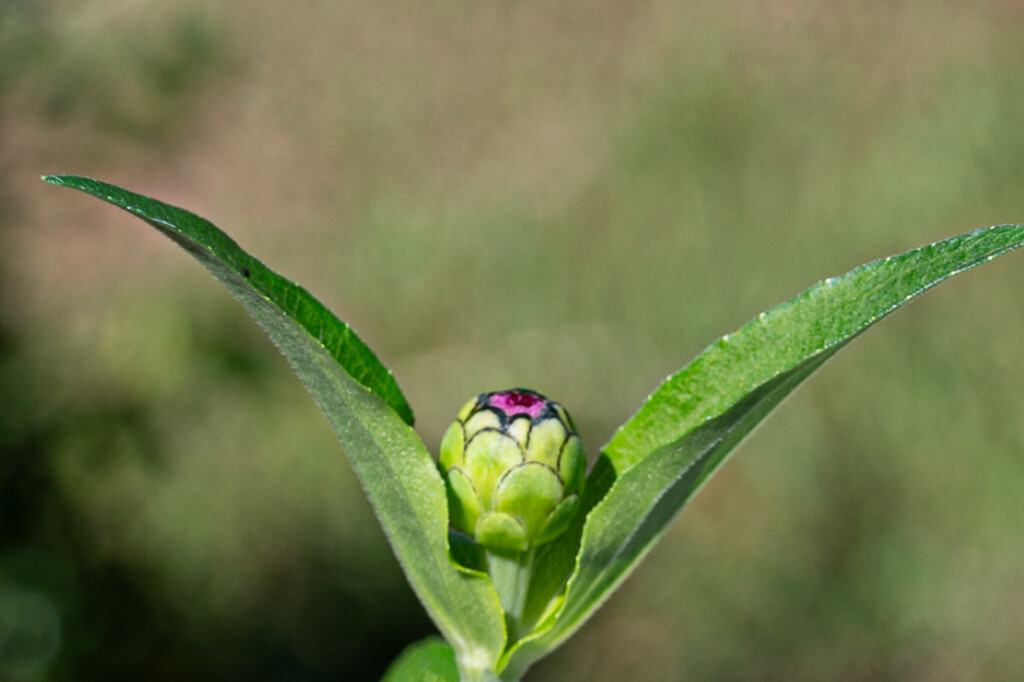 "Tada!!"... by thewatersphotos