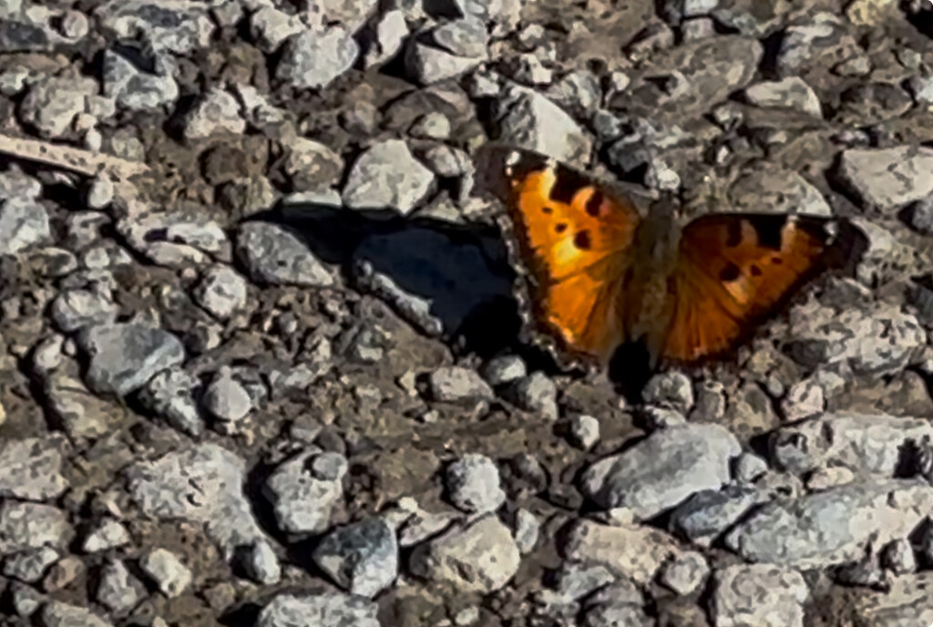 Butterfly migration by pandorasecho