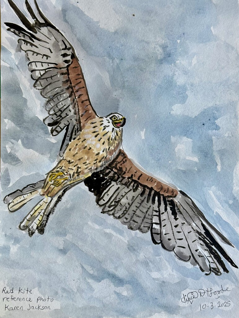 Red kite by pandorasecho