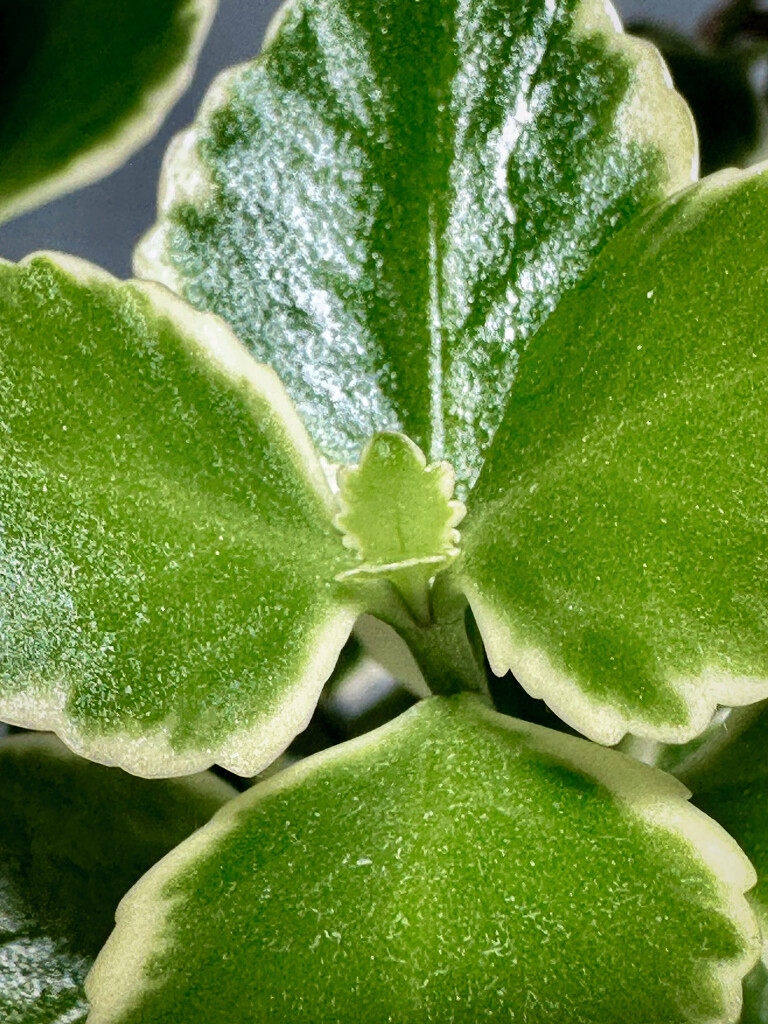 Unknown Plant by leonieruth