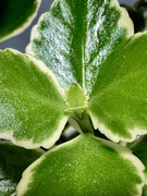 6th Oct 2025 - Unknown Plant