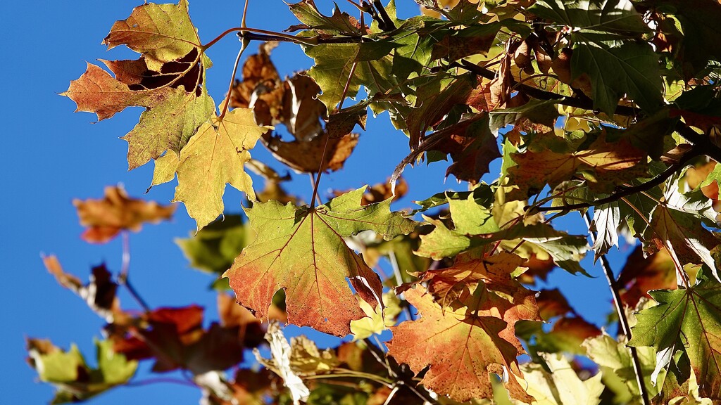 More Autumn  by carole_sandford