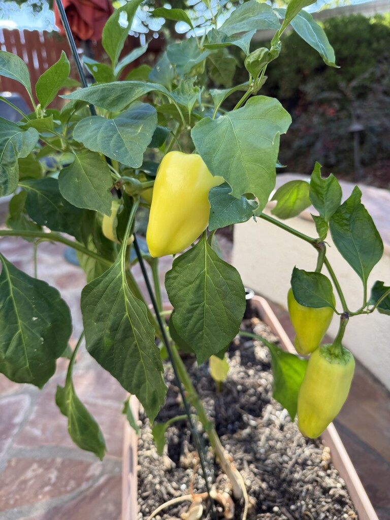 Peppers are Still Producing by shutterbug49