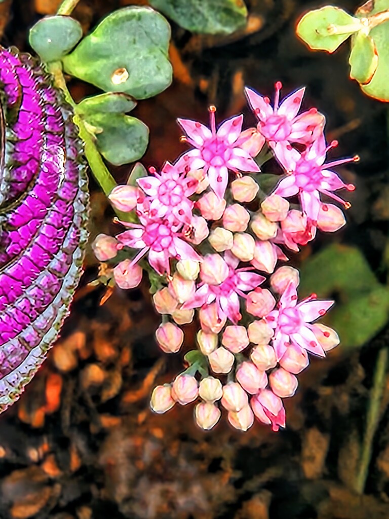 Tiny stonecrop blooms by alyclark
