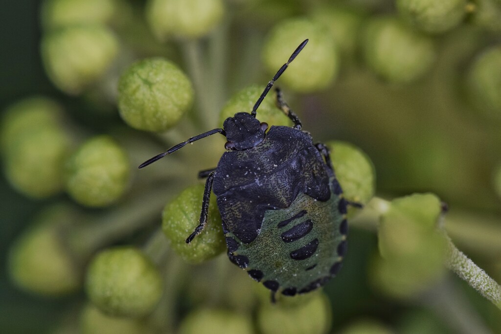Green Sheild bug by dragey74