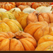 Pumpkins, pumpkins, pumpkins!