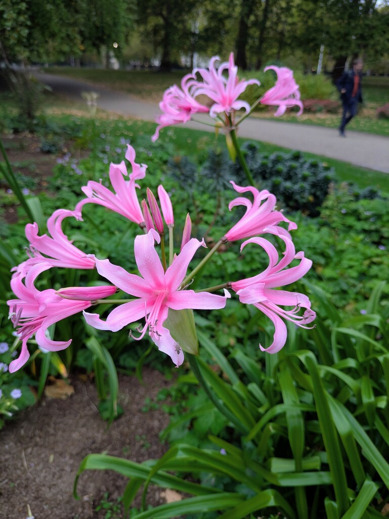 Bowden lily  by boxplayer