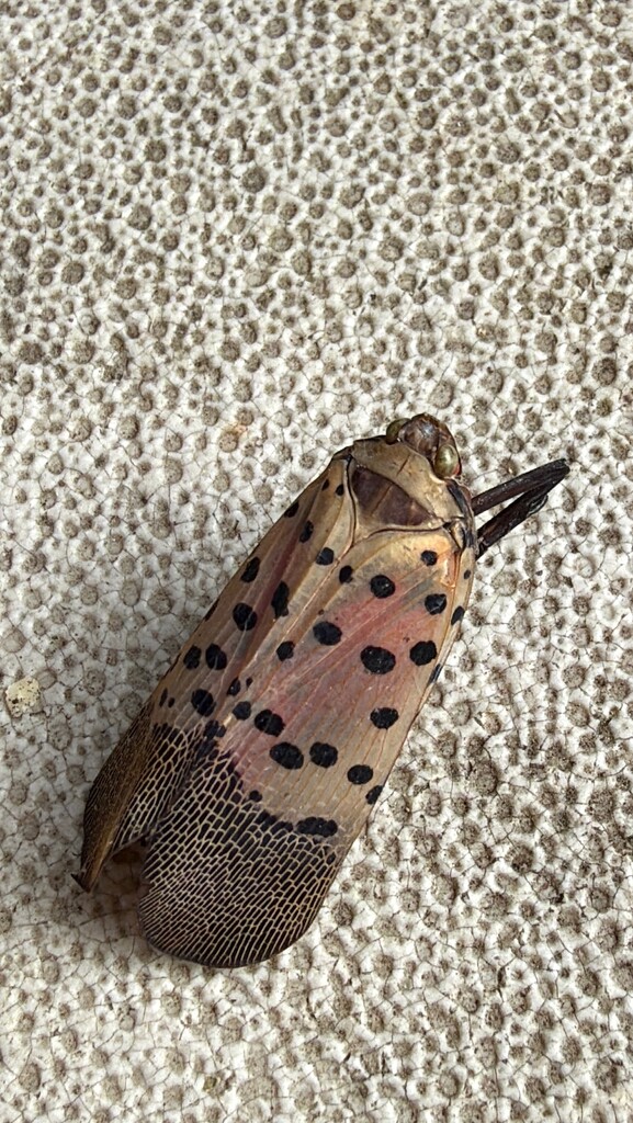 Danger! Danger! by allie912