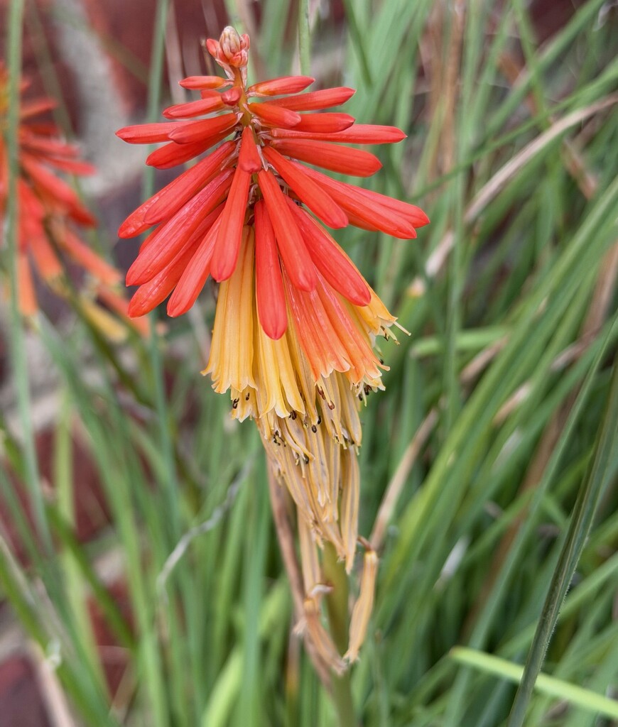 Torch Lily by allie912