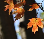 7th Oct 2025 - A Warm Glow