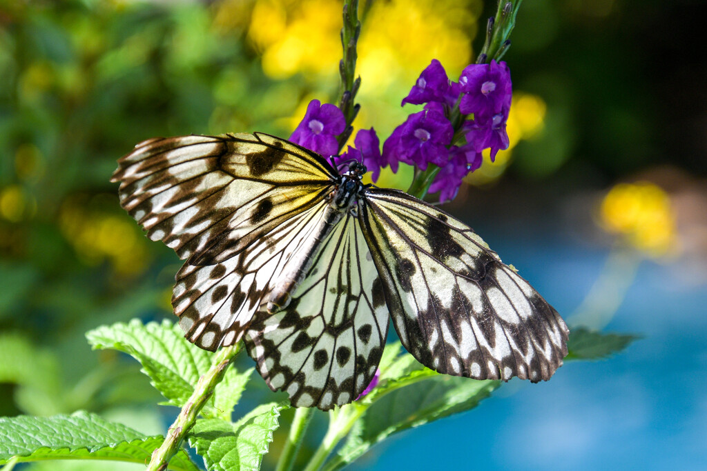 Butterfly by danette