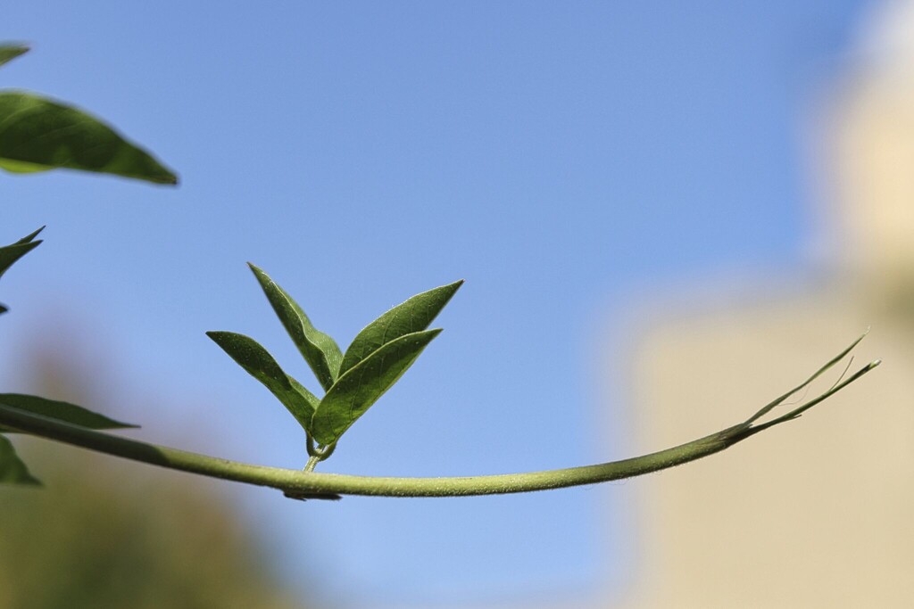 Four leaves by judyc57