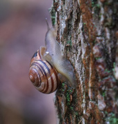 7th Oct 2025 - slowly oozing upward