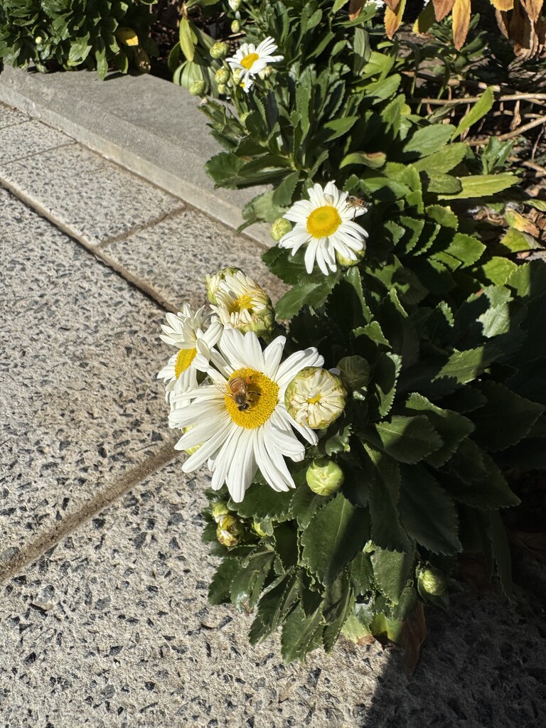 Another bee by blackmutts