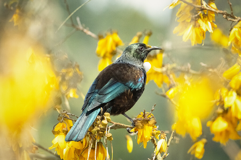 Kowhai Splendour by helenw2