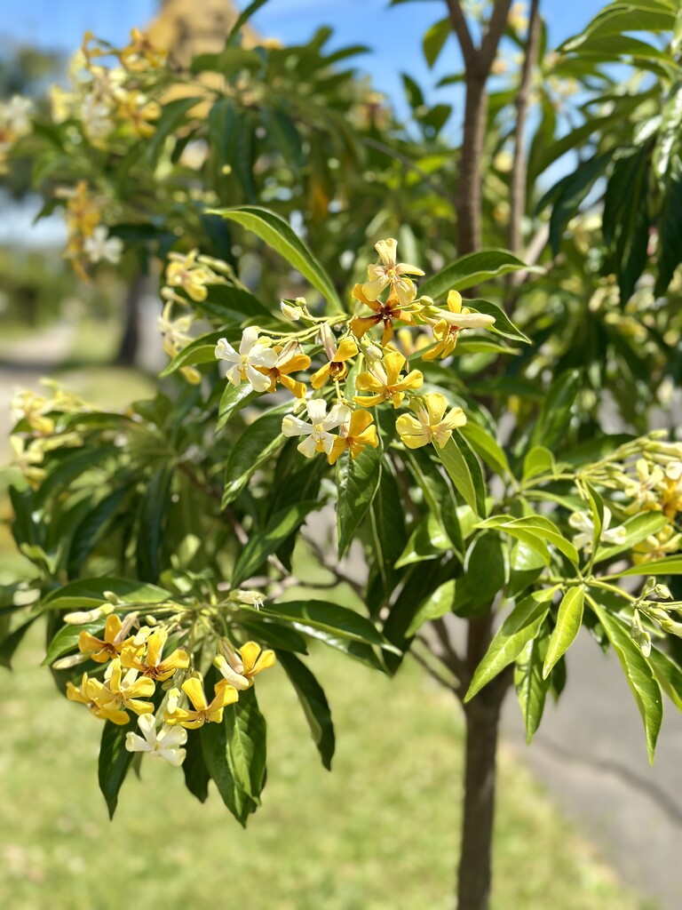 Walk to the shop 2 by kjarn