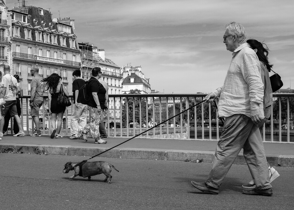 Dogs of Paris 8 by brigette