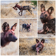 8th Oct 2025 - Botswana Day 12 - 2