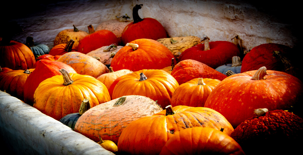 Pumpkins by swillinbillyflynn