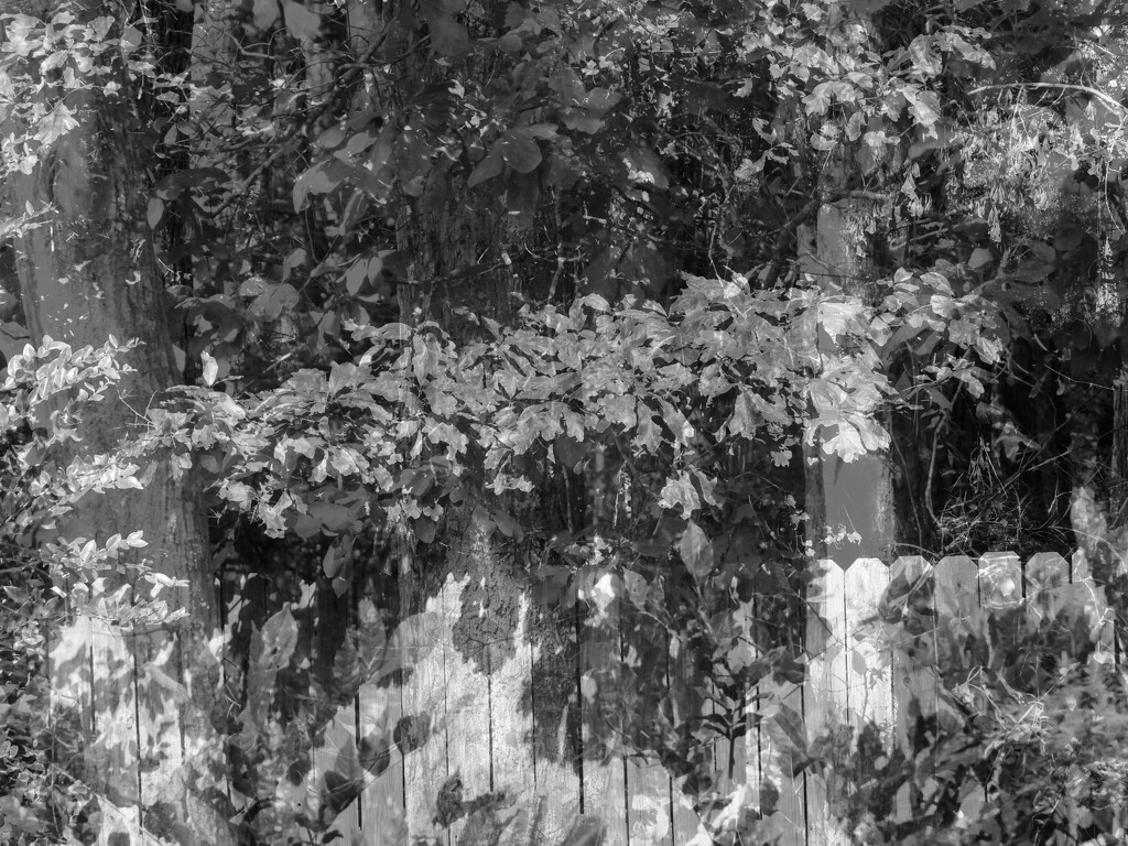 Double take... by marlboromaam