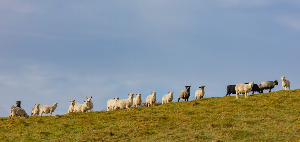 Startled by lifeat60degrees